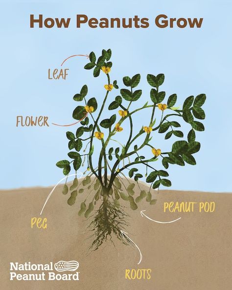 Learn more about how peanuts grow! Growing Peanuts, Nitrogen Fixing Plants, Houston Garden, Plant Lessons, Raised Bed Gardens, Bahay Kubo, Veggie Gardens, Green Stuff, Fast Growing Plants