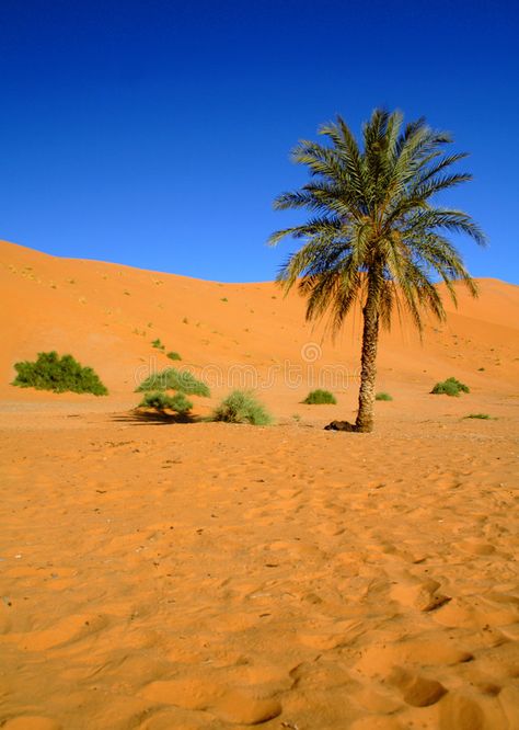 Sahara Desert. Palm tree in Sahara Desert, Morocco , #AFFILIATE, #Desert, #Sahara, #Palm, #Morocco, #tree #ad Desert Images Landscapes, Desert Palm Trees, Photo Islam, Desert Pics, Arab Desert, Desert Morocco, Desert Background, Continents And Countries, Desert Palm