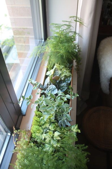 DIY a Terrarium-Inspired Window Box - Lonny Indoor Window Planter, Indoor Window Boxes, Box Apartment, Diy Planters Indoor, Vertikal Garden, Window Planter, Green Window, Garden Boxes Diy, Windowsill Garden