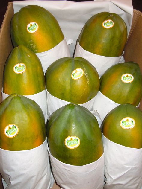 maradol papaya Papaya Farming, Biochemistry, Fruit And Veg, Papaya, Portland, Watermelon, Fruit