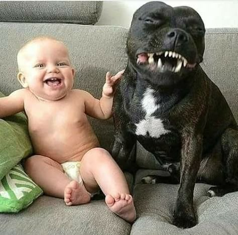 Dogs And Kids, Pit Bulls, Funny Animal Pictures, Animal Love, Beautiful Dogs, 귀여운 동물, Animals Friends, Bull Terrier, Cute Funny Animals