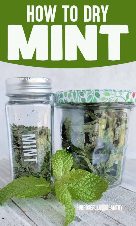 Dehydrate or dry mint is so easy to do and a great way to have mint flavor all year long! Learn the secrets of drying and storing mint for optimum flavor! Get great ideas to use dried mint in anything! Mint Recipes Fresh, Dehydrating Fruit, Drying Fresh Herbs, Dehydrating Food Storage, Dehydrating Recipes, Drying Mint Leaves, Food Dehydration, Dehydrated Vegetables, Dehydrating Food