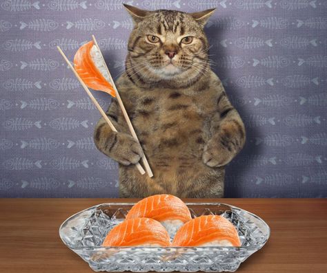 Salmon has a lot of protein, omega-6 fatty acids, omega-3 fatty acids, amino acids, vitamin A, and other essential nutrients that are beneficial for your feline friends. So, is feeding your feline friend salmon a great choice? Yes, it is a good idea but remember to give it as an occasional treat in small amounts and do not depend your cat’s diet solely on salmon. Is Eating Salmon Safe for My Feline Friend? Salmon is just a raw fish used as human food that you can give your feline friend as Salmon Cat, Raw Salmon, Raw Fish, Cat Nutrition, Good Nutrition, Nutritious Diet, Raw Food Diet, Healthy Fish, Human Food