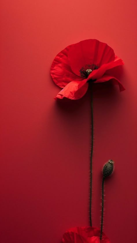 Aesthetic Red Background, Poppy Wallpaper, Cool Backgrounds Wallpapers, Lovely Flowers Wallpaper, Aesthetic Red, Trending Pins, Foto Art, Flower Phone Wallpaper, Beautiful Backgrounds