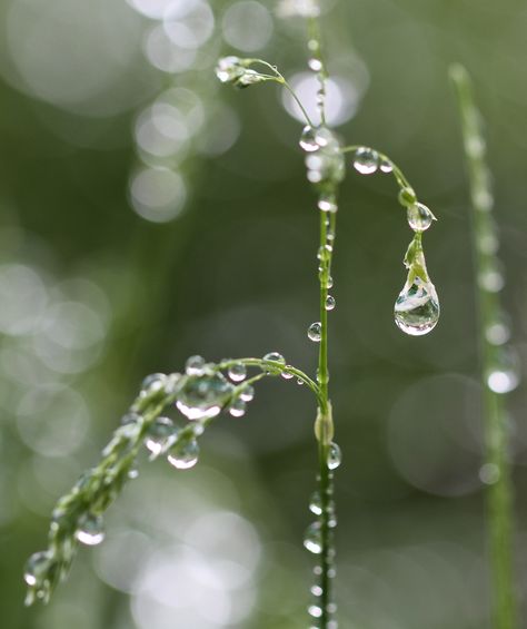 Morning Dew Water Drop Aesthetic, Morning Dew Aesthetic, Dew Aesthetic, Dreamy Water Aesthetic, Morning Dew Photography, Dew Drops On Flowers, Textile Design Portfolio, Macro Photography Abstract, Soap Packaging Design