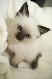 Rag Doll Kitten | Flickr - Photo Sharing! Kittens White, Birman Kittens, Ragdoll Kittens, Ragdoll Cats, Söt Katt, Siamese Kittens, White Kittens, Kittens And Puppies, Rag Dolls