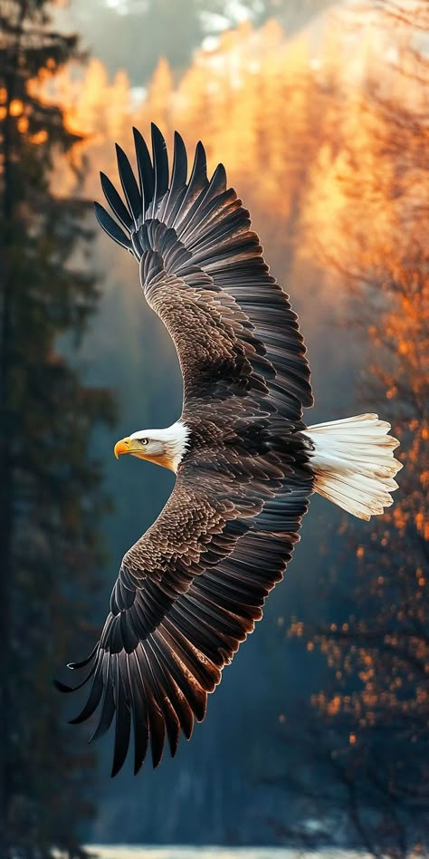 Football Wallpapers 4k, Eagles Wallpaper, Birds Photography Nature, Buddhist Art Drawing, Wild Animal Wallpaper, Wild Animals Photography, Eagle Images, Eagle Wallpaper, Football Wallpapers