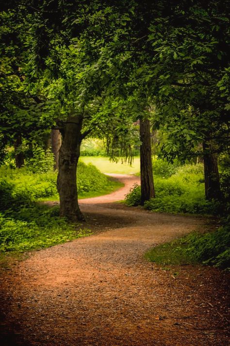 Woodland Lighting, Pathway Pictures, Path In Forest, Woodland Mural, Winding Path, Tree Lined Driveway, Picture Tree, Forest Path, Beautiful Flowers Wallpapers