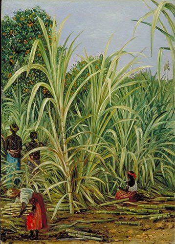 Harvesting sugarcane in Brazil Country Pie, Gullah Art, Sugar Cane Plant, Texture Collage, Donkey Cart, Marianne North, London Docklands, Caribbean Art, Mexico Art