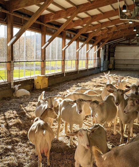 Saanens—the breed Hooper and his wife, Daryll Breau, raise at Ayers Brook Goat Dairy in Randolph, Vermont—are recognized as the highest-producing goat breed in the world. Originally from Switzerland, with snowy white fur and pink-tinged ears and noses, the average doe can give milk for 150 to 300 days on a single lactation cycle. Boar Goats, Goats Breeds, Randolph Vermont, White Goat, Pet Goat, Farm Shed, Boer Goats, Dairy Cattle, Goat Farm