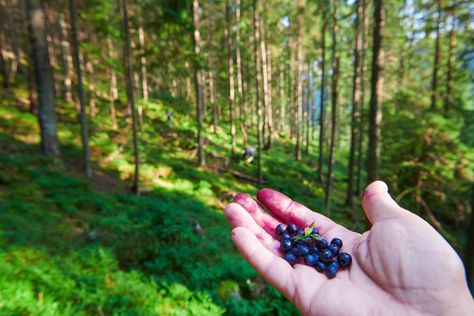 The PA Eats Guide to Foraging in Pennsylvania | Foraging Wild Foods Pennsylvania Foraging, Wild Yeast Starter, Aronia Berries, Mushroom Identification, Fiddlehead Ferns, Wild Foraging, Chicken Of The Woods, Edible Wild Plants, Wild Yeast