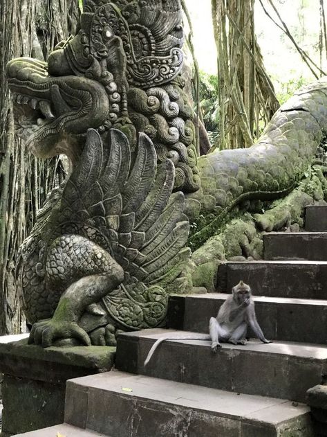 Sacred Monkey Forest Sanctuary, Sacred Monkey Forest Bali, Bali Forest, Aesthetic Monkey, Monkey Aesthetic, Monkey Forest Bali, Asia Vacation, Forest Sanctuary, Bali Retreat