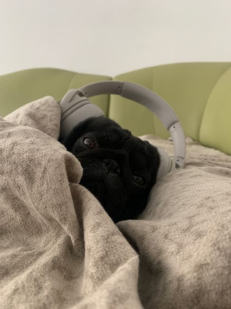 Cute Dog With Headphones, Dog With Headphones Aesthetic, Pug Aesthetics, Dog With Headphones, Aesthetic Headphones, Wearing Headphone, Dog With Glasses, Pug Dogs, I Am Me