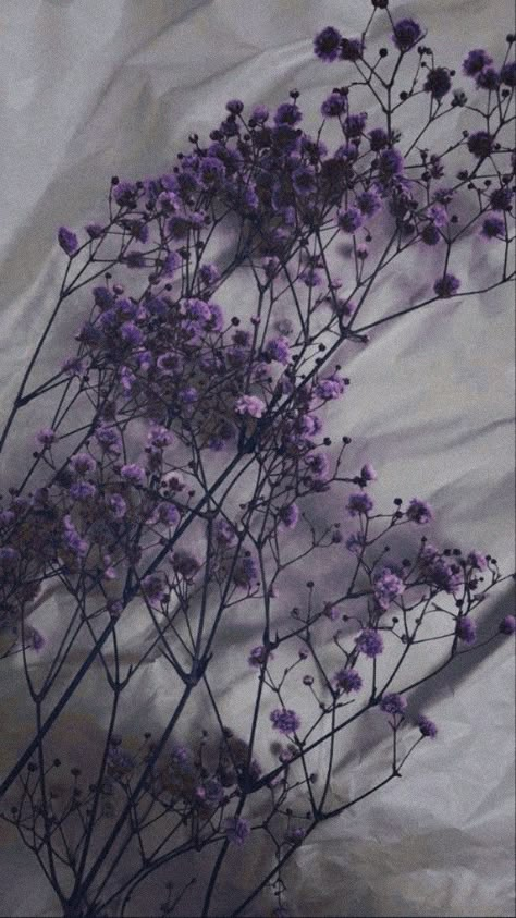 Purple Flowers, The White, Lavender, Purple, Flowers, White