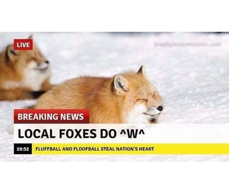 Fox Memes, Pretty Animals, Silly Animals, Cute Fox, Cute Memes, Animal Jokes, Cute Little Animals, 귀여운 동물, Animal Memes