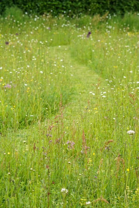 Mowing a path through a paddock of wildflowers Mown Path Through Meadow, Woodland Planting Scheme, Wildflower Walkway, Meadow Lawn, Wildflower Path, Meadow Aesthetic, No Mow Grass, Garden Meadow, Serenity Garden