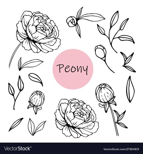 Flower Vector Art, Peony Bud, Black Peony, Flowers Vector, Peonies Tattoo, Flower Sketches, Peony Flowers, Cactus And Succulents, Flower Bud