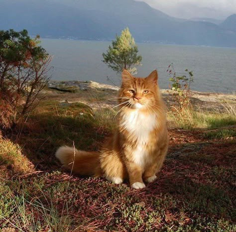 Cottagecore Cat, Söt Katt, Warrior Cat, Ginger Cats, Cat Person, Cat Aesthetic, Silly Cats, Warrior Cats, Pretty Cats