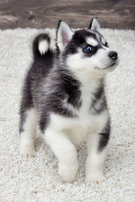 Husky puppy, Cute husky puppies, Siberian husky puppies Small Cute Puppies, Baby Husky, Husky With Blue Eyes, Puppy Husky, Anjing Pug, Pomsky Dog, Cute Husky Puppies, Baby Huskies, Pomsky Puppies