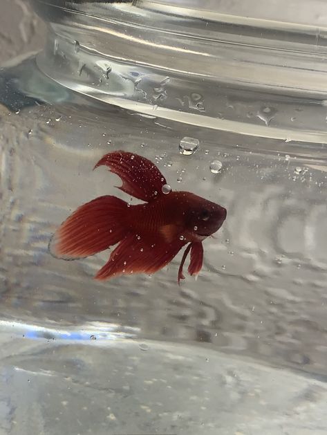 Red | betta | fish | Betta Fish Aesthetic, Red Betta Fish, Fish Aesthetic, Fish Board, Beta Fish, Betta Fish, Fish Tank, Fish, Pet