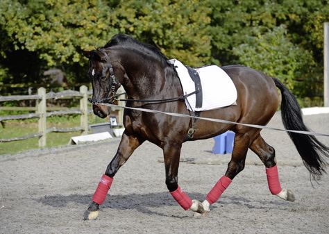 Horse Lunging, Stable Management, Dressage Training, Horse Magazine, Riding Tips, Horse Exercises, Equestrian Helmets, Gorgeous Horses, Equestrian Helmet