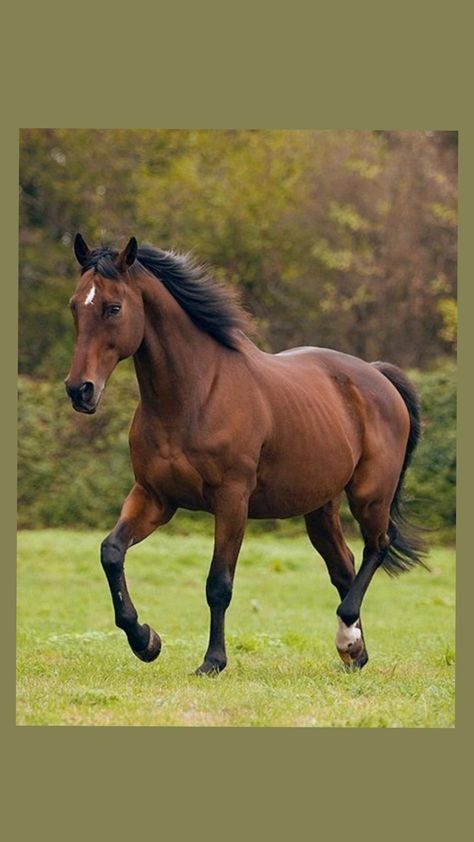 Beautiful Horses Photography, Cute Horse Pictures, Beautiful Horse Pictures, Morgan Horse, Horse Galloping, Beautiful Arabian Horses, Mustang Horse, Horse Wallpaper, Horse Aesthetic