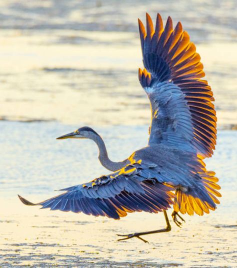 27,975 Blue Heron Stock Photos, Pictures & Royalty-Free Images - iStock Heron Photography, Heron Tattoo, Heron Photo, Heron Art, Common Birds, Great Blue Heron, What Ever, Blue Heron, Exotic Birds