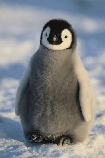 Penguin Pictures, Animal Hugs, Heartwarming Pictures, Emperor Penguin, Cute Small Animals, Cute Penguin, Power Of Love, Super Cute Animals