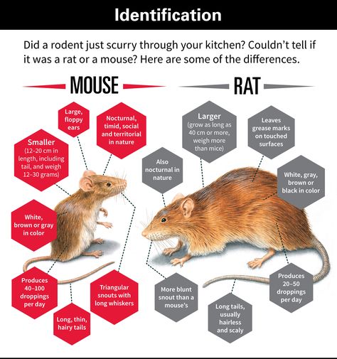 difference between rats & mice chart Mouse Puppet, Norway Rat, Veterinary Humor, The Other Mother, Rats And Mice, Motocross Tracks, Rodent Repellent, Other Mother, Diy Pest Control