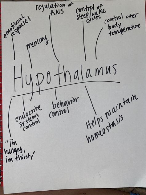 Hypothalamus Anatomy, Brain Diagram, Psych Major, Medical Assistant Student, Blood Work, Student Tips, Nursing Student Tips, Brain Connections, Brain Anatomy