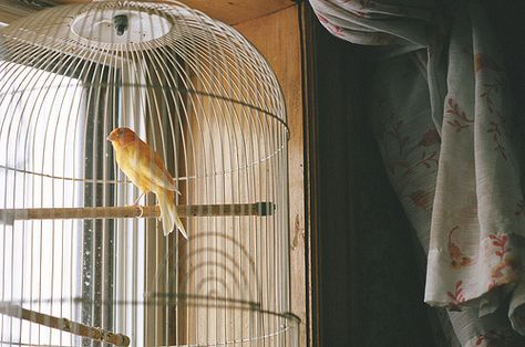 Canary. | Flickr - Photo Sharing! Bird In A Cage, Canary Birds, Sweeney Todd, Pics Art, Bird Cage, American Girl, Aesthetic Pictures, Fish Pet, Wattpad