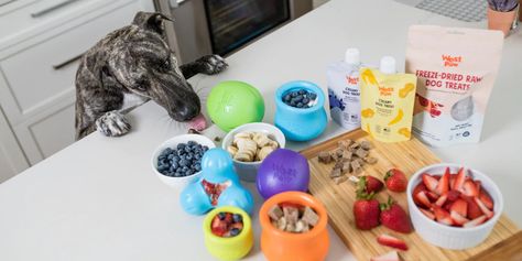 West Paw Recipes, Raw Dog Treats, Canine Enrichment, West Paw, Frozen Dog, Dog Enrichment, Dog Brain, Creative Cocktail, Puppy Stuff