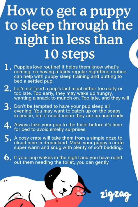 Kennel Training A Puppy At Night, Puppy Sleep Schedule, Puppy Routine Schedule 8 Weeks, 8 Week Old Puppy Training, Puppy Whining, Puppies First Night Home, Crate Training Puppy At Night, Puppy Night Training Sleep, First Night With Puppy