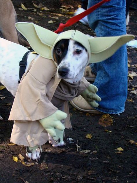 Yoda Dog Costume, Yoda Costume, Pet Parade, Poor Dog, Pet Halloween Costumes, Star Wars Costumes, Star Wars Film, Dog Costumes, Dog Costume