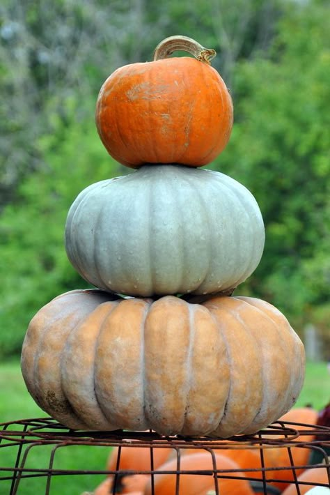 Pumpkin Stack  The Garden Patch - Pelly Farm  www.PellyFarm.com Pumkin Decoration, Baskets Wall Decor, Wall Decor Clocks, Pumpkin Stack, Garden Patch, Stacked Pumpkins, Seasons Winter, Pumpkin Art, Glass Pumpkins