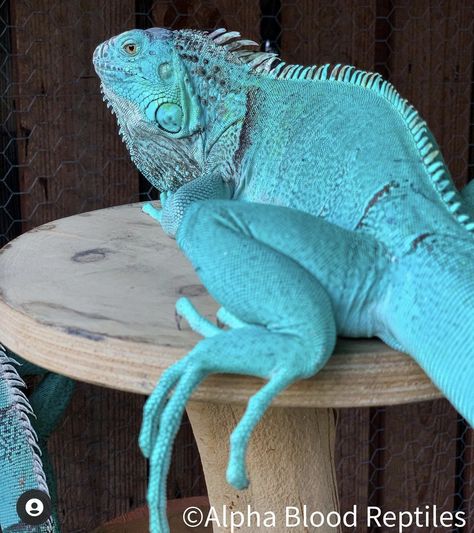 Blue Iguana, Reptiles, Embroidery, Animals, Blue, Iguanas