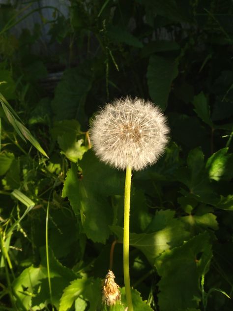 spring dandelions in the garden sun grass Dandelions Song Aesthetic, Lion Dandelion, Dandelion Sunset, Dandelion In The Wind, Aesthetic Dandelion Pictures, Dandelion Aesthetic Yellow, Phone Theme, Junk Journaling, Aesthetic Images