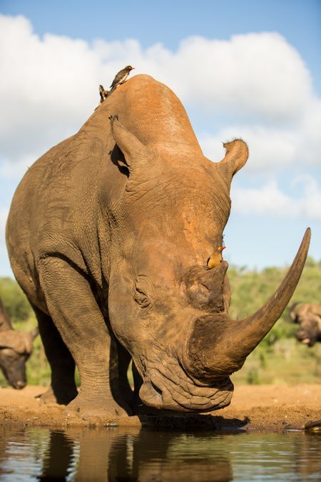 National Geographic Photography Animals, Wild Animals Photography Amazing Pictures National Geographic, Wild Animal, Wild Animals Photography, Africa Animals, Big Animals, African Wildlife, Majestic Animals, Wildlife Animals