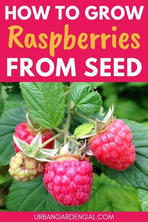 Growing raspberries from seed Grow Raspberries From Fruit, How To Grow Fruit From Seeds, Fruit Seeds How To Grow, Garden Raspberries, Plant Raspberries, How To Grow Raspberries, Grow Raspberries, Bottle Greenhouse, Gardening Fruits