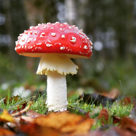 Red Spotted Mushroom, Mushroom Pictures Photography, Mushroom Asthetic Picture, Mushroom Photography, Red And White Mushroom, Red Mushrooms, Mushroom Plant, Plant Study, Mushroom Pictures