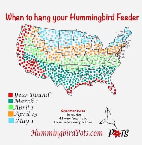 Bird Facts, I Love You Honey, Green Zone, Bird Feeding, Backyard Gardening, Hummingbird Feeder, 1 April, How To Attract Birds, Wildlife Habitat