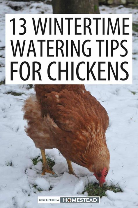 Chickens In The Winter, Types Of Chickens, Backyard Chicken Farming, Chicken Life, Chicken Health, Kentucky Fried, Raising Backyard Chickens, Chicken Garden, Keeping Chickens