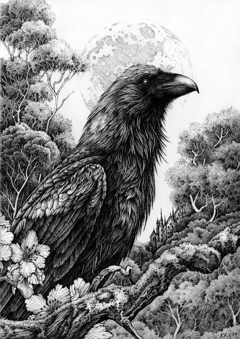 Black Pen Drawing, Micron Pen Art, Black Ink Art, Ink Pen Art, Pen Illustration, Crow Art, Pen Art Drawings, Animal Illustrations, Ink Artwork