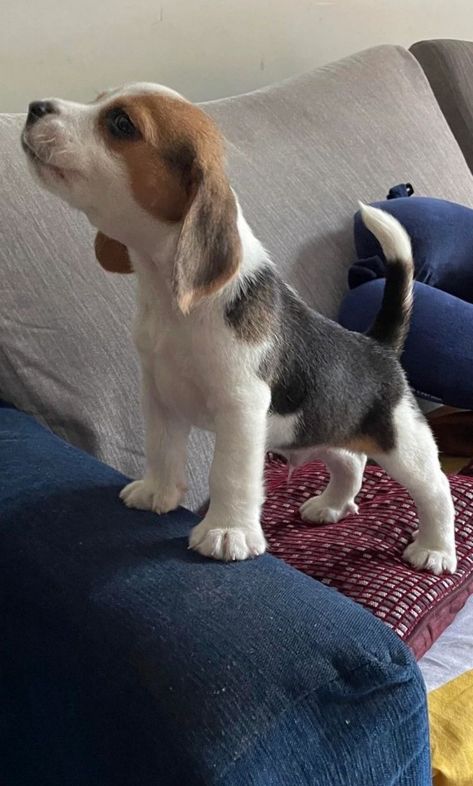 Beagle Puppy Wallpaper, Begal Puppies, Begal Dogs, Beagle Aesthetics, Cute Beagle Puppies, Beagles Puppy, Puppies Beagle, Beagle Breeds, Baby Beagle