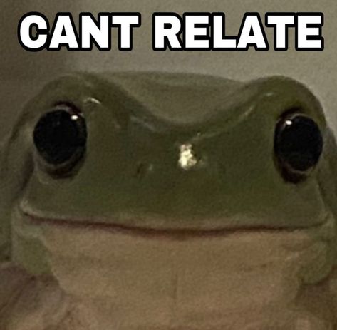 Cute Animal Quotes, Frog Meme, Frog Pictures, Funny Frogs, Jokes Pics, Funny Doodles, I Dont Have Friends, Very Funny Pictures, Cute Frogs