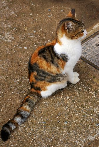 Tortoiseshell And White Cat, Short Hair Calico Cat, Torbie Cat Short Hair, Torbie Cat, Cat Tortoiseshell, Mackerel Tabby, Child Crying, Tortoiseshell Cat, Calico Cats