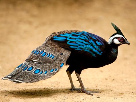 Palawan Peacock-Pheasant - eBird Peacock Pheasant, Pale Face, Online Photo Gallery, Palawan, Pheasant, Bird Species, Bird Watching, Beautiful Birds, Philippines