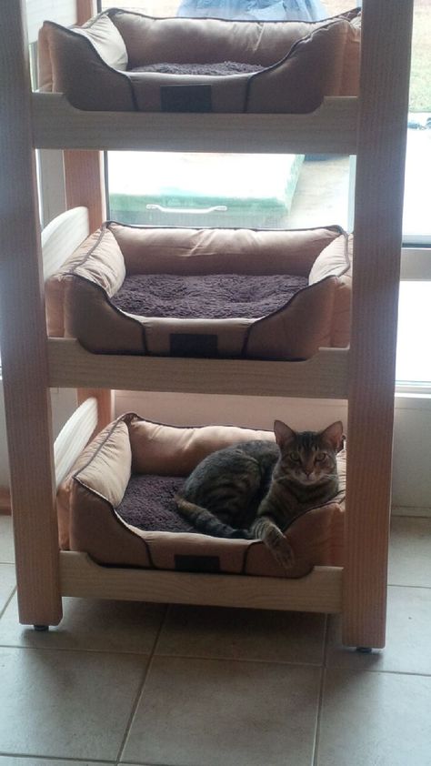 Cat House Under Bed, Multiple Cat Bed Ideas, Cat Bunk Beds Diy, Bunk Bed Diy, Cat Bunk Beds, Pet Bunk Bed, Cool Cat Beds, Diy Cat Enclosure, Cat Bedroom