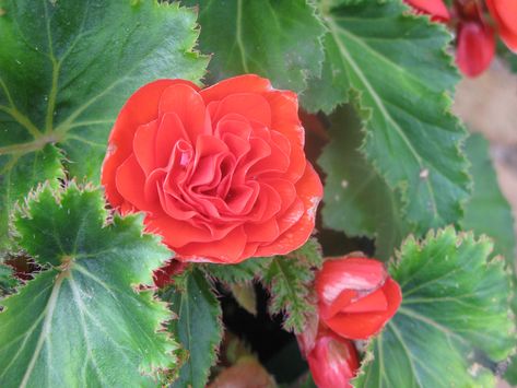 Begonia plants, regardless of type, cannot withstand freezing cold temperatures and require appropriate winter care. Find out how to overwinter your begonia plants in this article. Winter Begonia, Overwintering Begonias In Pots, How To Overwinter Begonias, Winterizing Begonias, Begonia Luxurians, Tuberous Begonia, Overwintering, Winter Vegetables, Winter Plants