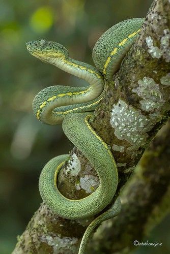 Ecuador 2016 | Seth Cohen | Flickr Snake Images, Snake Photos, Exotic Pet, Pit Viper, Beast Creature, Cute Snake, Reptile Snakes, Nature And Wildlife, Pet Snake